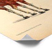 Anatomie met  paarden Afdrukspieren Poster (Hoek)