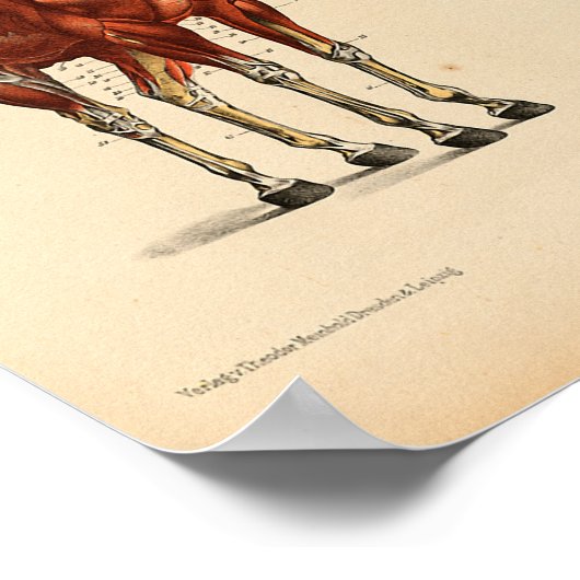 Anatomie met  paarden Afdrukspieren Poster (Hoek)
