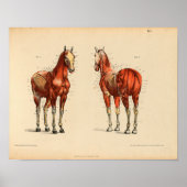 Anatomie met  paarden Afdrukspieren Poster (Voorkant)