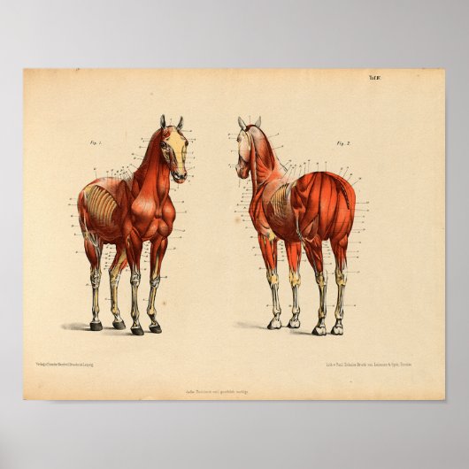 Anatomie met  paarden Afdrukspieren Poster (Voorkant)