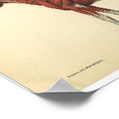 Anatomie met paarden Afdrukspieren Poster (Hoek)