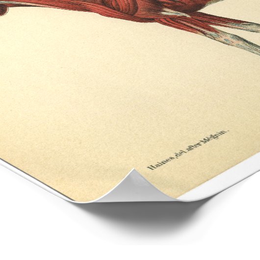 Anatomie met  paarden Afdrukspieren Poster (Hoek)