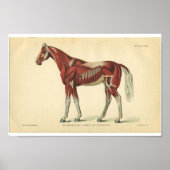 Anatomie met  paarden Afdrukspieren Poster (Voorkant)