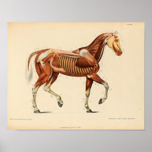 Anatomie met  paarden Afdrukspieren Poster
