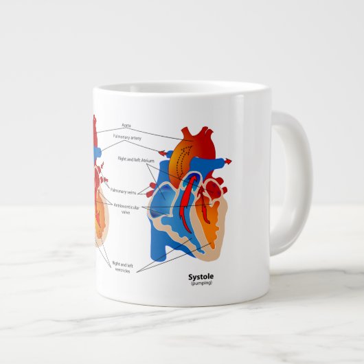 Anatomie Mok-hart Grote Koffiekop (Voorkant rechts)