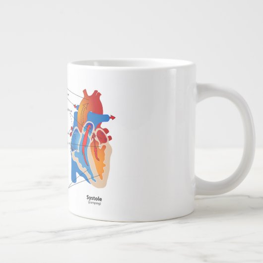 Anatomie Mok-hart Grote Koffiekop (Rechts)