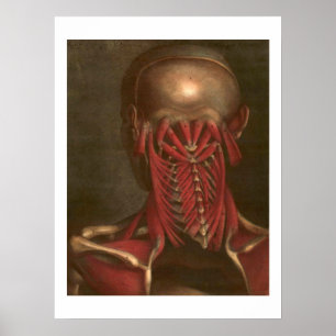 anatomie   Nek en schouders Poster
