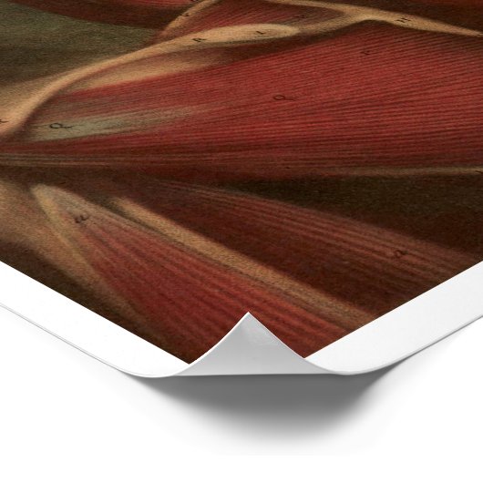 anatomie | Nek en schouders Poster (Hoek)