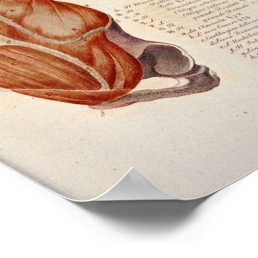 Anatomie op de borst Anatomie op de voorzijde Poster (Hoek)