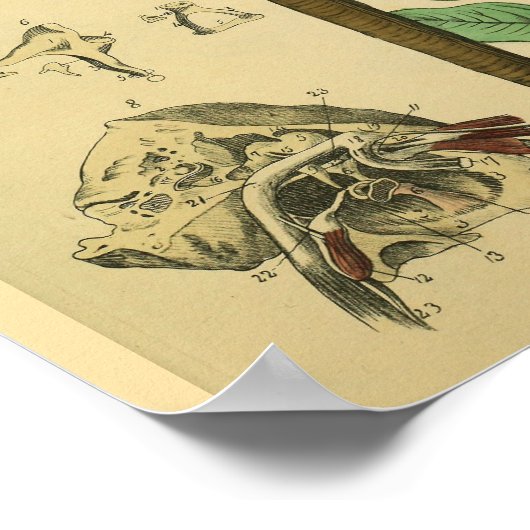 Anatomie Plant van het oor Poster (Hoek)