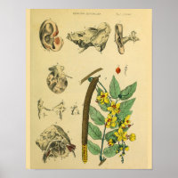 Anatomie Plant van het oor