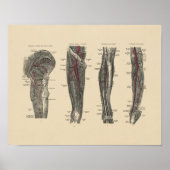 Anatomie  poot 1880 Afdrukken Poster (Voorkant)