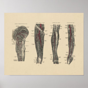 Anatomie  poot 1880 Afdrukken Poster