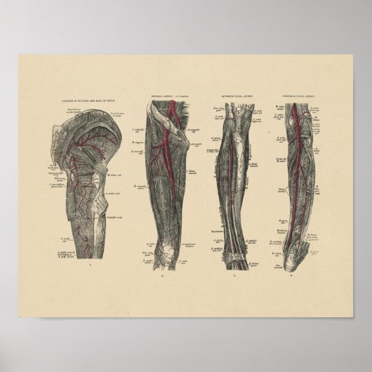 Anatomie  poot 1880 Afdrukken Poster (Voorkant)