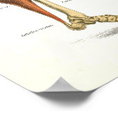 Anatomie Poster 24 X 36 (Hoek)