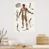 Anatomie Poster 24 X 36 (Keuken)