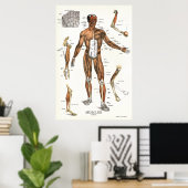 Anatomie Poster 24 X 36 (Thuiskantoor)