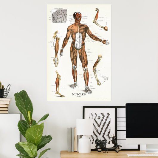 Anatomie Poster 24 X 36 (Thuiskantoor)