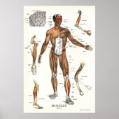 Anatomie Poster 24 X 36 (Voorkant)