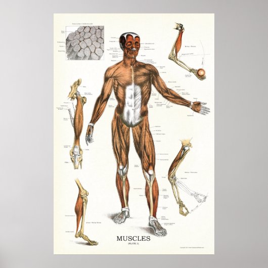 Anatomie Poster 24 X 36 (Voorkant)