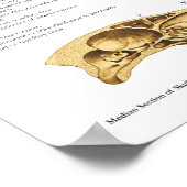 Anatomie Poster Anatomie (Hoek)