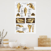 Anatomie Poster Anatomie (Keuken)