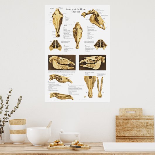 Anatomie Poster Anatomie  (Keuken)