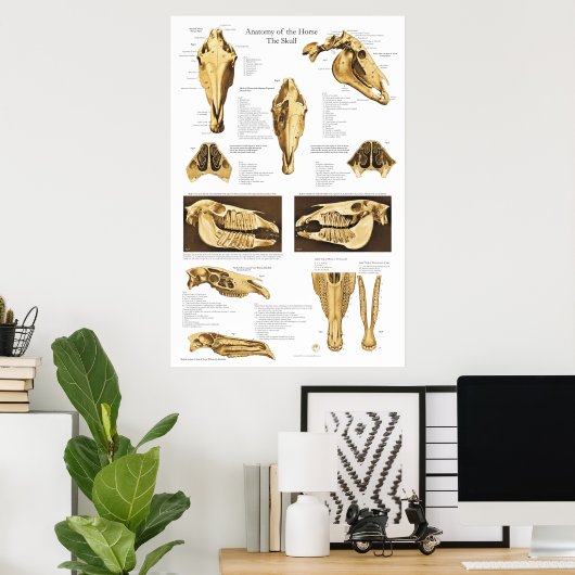 Anatomie Poster Anatomie  (Thuiskantoor)