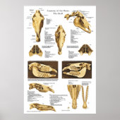 Anatomie Poster Anatomie  (Voorkant)