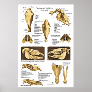 Anatomie Poster Anatomie 