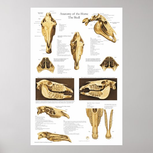Anatomie Poster Anatomie (Voorkant)