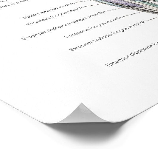 Anatomie Poster Anterieur en Posterior (Hoek)