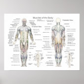 Anatomie Poster Anterieur en Posterior (Voorkant)