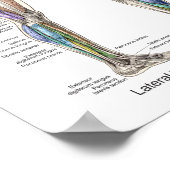 Anatomie Poster Anterieur Posterior (Hoek)