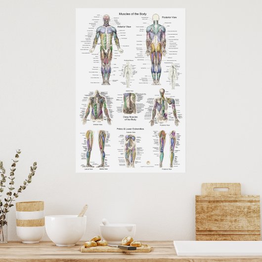 Anatomie Poster Anterieur Posterior (Keuken)