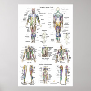 Anatomie Poster Anterieur Posterior