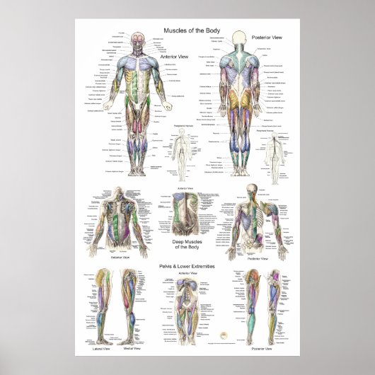 Anatomie Poster Anterieur Posterior (Voorkant)