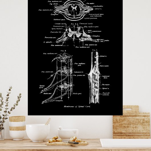 Anatomie Poster van de ruggenmerg (Keuken)