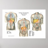 Anatomie Poster van topografie van het menselijk o (Voorkant)