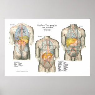 Anatomie Poster van topografie van het menselijk o