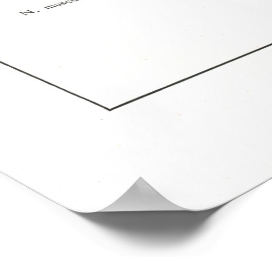 Anatomie Poster zenuwstelsel in het Frans (Hoek)