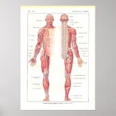 Anatomie Poster zenuwstelsel in het Frans (Voorkant)