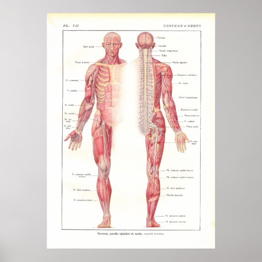 Anatomie Poster zenuwstelsel in het Frans (Voorkant)
