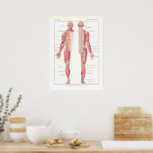 Anatomie Poster zenuwstelsel in het Frans (Keuken)
