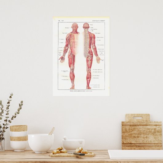 Anatomie Poster zenuwstelsel in het Frans (Keuken)