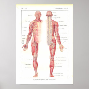 Anatomie Poster zenuwstelsel in het Frans