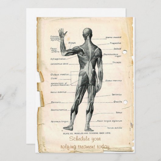 Anatomie Posterior Kaart (Voorkant / Achterkant)