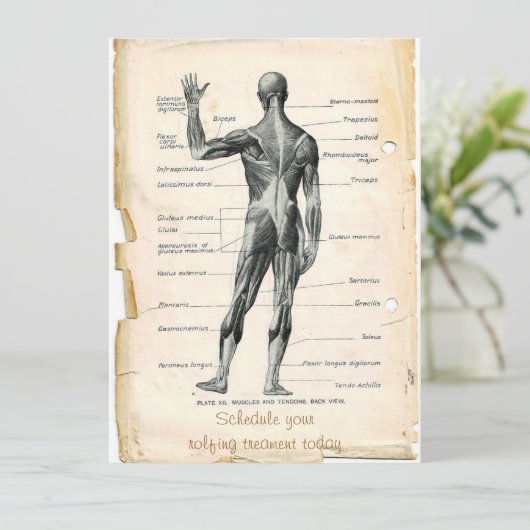 Anatomie Posterior Kaart (Staand voorkant)