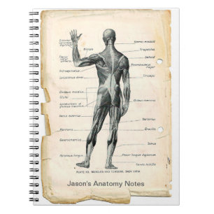 Anatomie Posterior Notitieboek
