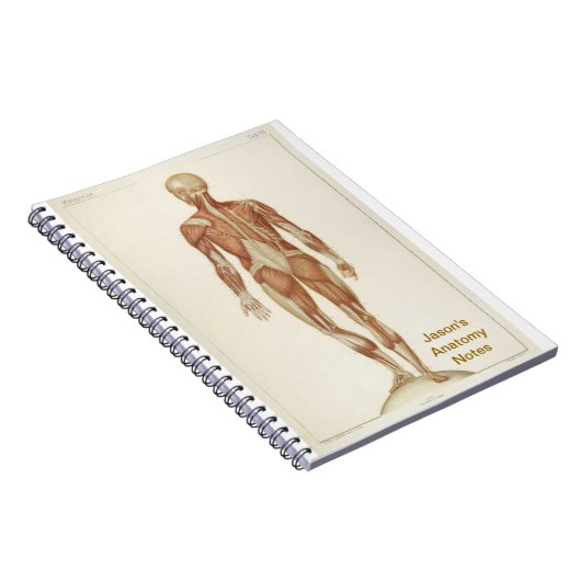 Anatomie Posterior Notitieboek (Rechterzijde)